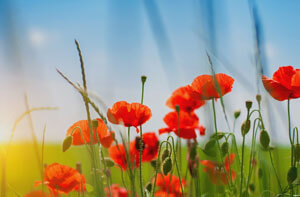 Spring, the Liver, and Traditional Chinese Medicine Spring, the Liver, and Traditional Chinese Medicine